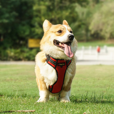 Light Up Dog Harness Step In Style con materiale poliestere impermeabile e riflettente