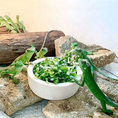 Pet Bowl impedisce ai vermi del pane di fuggire Lacerda piatto d'acqua in ceramica cibo rettile
